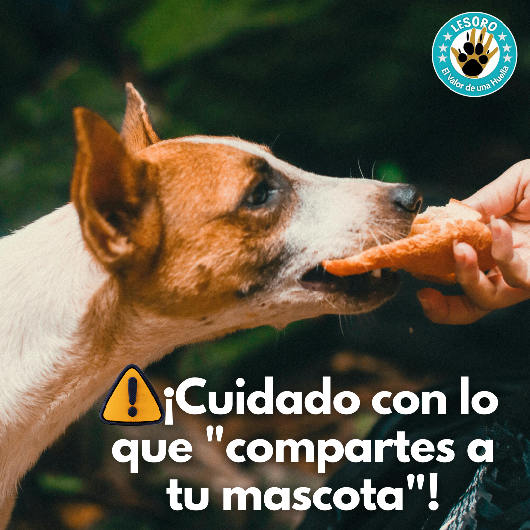⚠️ ¡Cuidado con lo que "compartes a tu mascota!